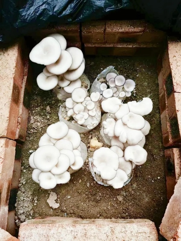 保定理工學(xué)院||管理學(xué)院||以勞育人樹新風(fēng) 筑夢(mèng)青春共成長(zhǎng)