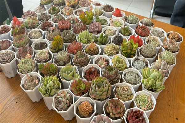 康復(fù)醫(yī)學(xué)院開展“播種綠色希望，共建美麗校園”植樹節(jié)主題活動