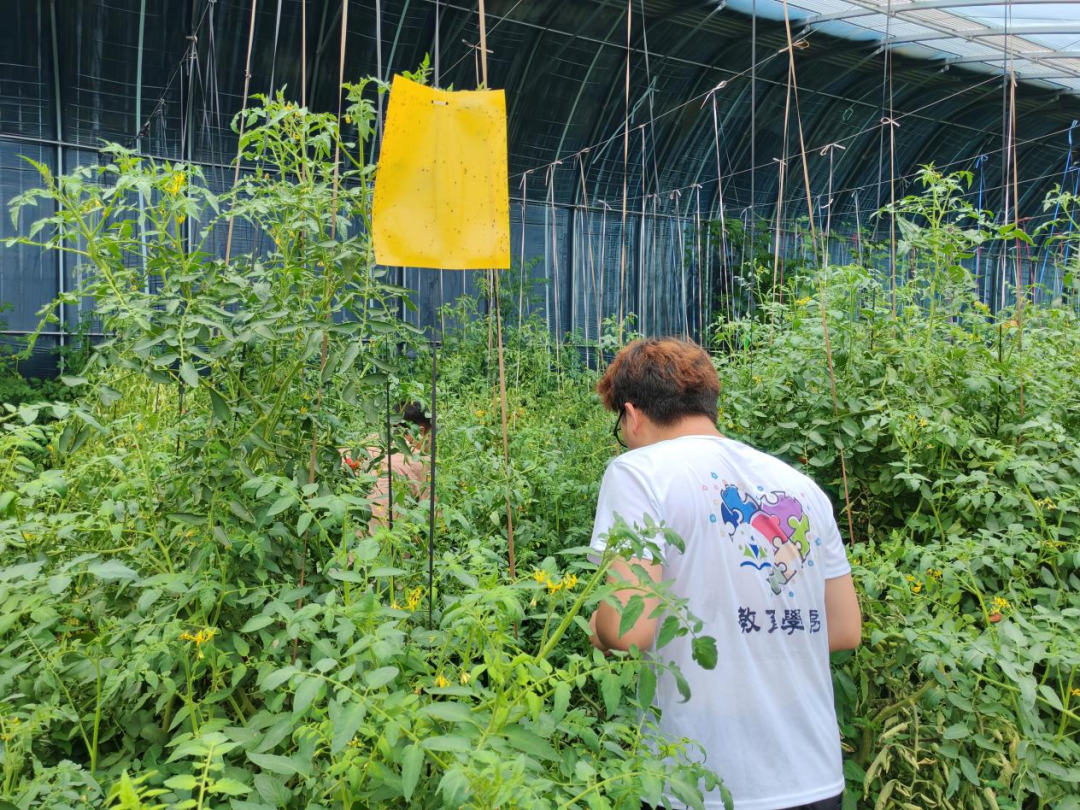 暑期社會(huì)活動(dòng)實(shí)踐（二）：保定市滿城漕河沐陽農(nóng)業(yè)生態(tài)園授牌活動(dòng)
