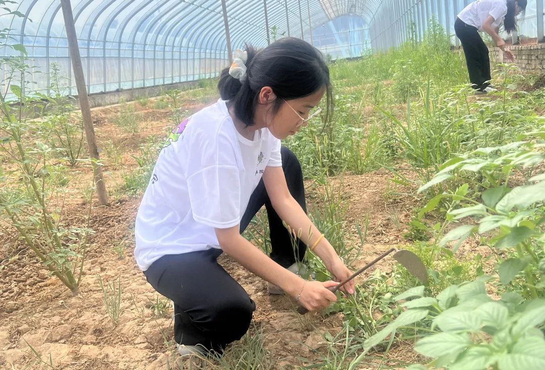 暑期社會(huì)活動(dòng)實(shí)踐（二）：保定市滿城漕河沐陽農(nóng)業(yè)生態(tài)園授牌活動(dòng)
